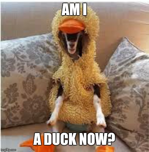 DUCK COSTUME | AM I; A DUCK NOW? | image tagged in ducks,costume | made w/ Imgflip meme maker