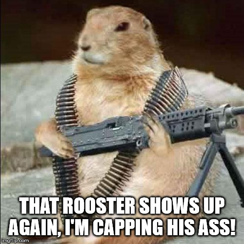 mean squirel | THAT ROOSTER SHOWS UP AGAIN, I'M CAPPING HIS ASS! | image tagged in mean squirel | made w/ Imgflip meme maker