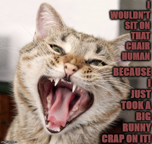 I WOULDN'T | I WOULDN'T SIT ON THAT CHAIR HUMAN; BECAUSE I JUST TOOK A BIG RUNNY CRAP ON IT! | image tagged in i wouldn't | made w/ Imgflip meme maker