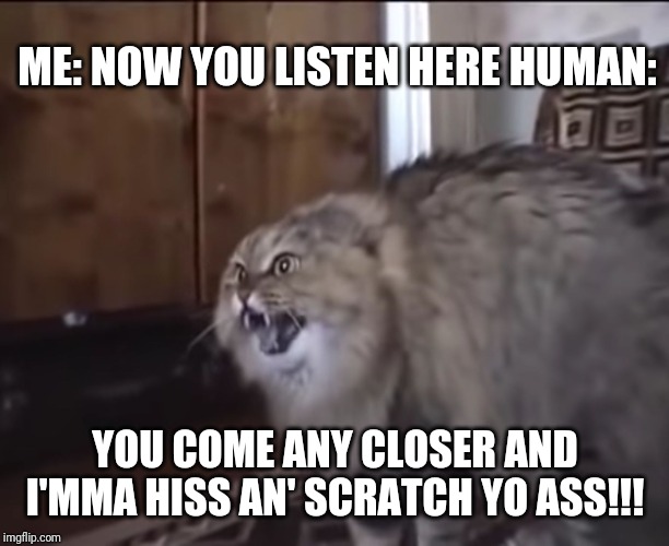 Hissing cat | ME: NOW YOU LISTEN HERE HUMAN:; YOU COME ANY CLOSER AND I'MMA HISS AN' SCRATCH YO ASS!!! | image tagged in hissing cat,nonononononono,funny memes,cats,memes,funny | made w/ Imgflip meme maker