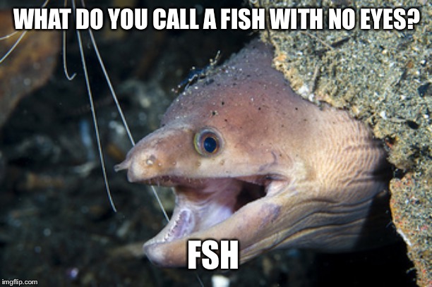 Happy Eel | WHAT DO YOU CALL A FISH WITH NO EYES? FSH | image tagged in happy eel | made w/ Imgflip meme maker