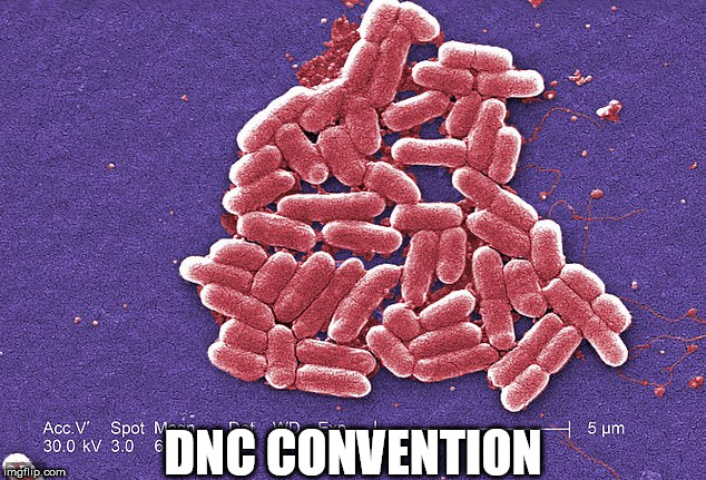 bacteria | DNC CONVENTION | image tagged in bacteria | made w/ Imgflip meme maker