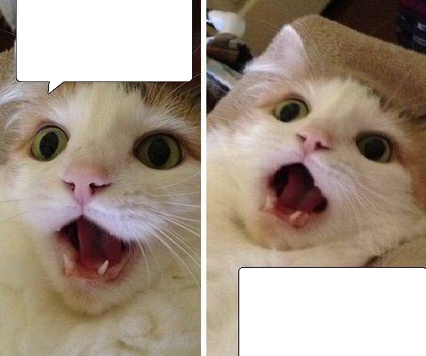cat realizes Blank Meme Template