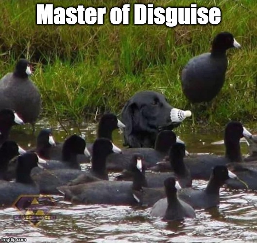 Master of Disguise | Master of Disguise | image tagged in funny dogs | made w/ Imgflip meme maker