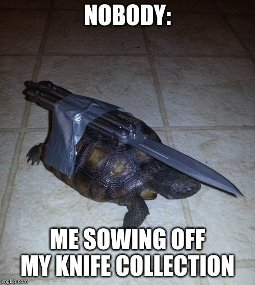 switch blade turtle | NOBODY:; ME SOWING OFF MY KNIFE COLLECTION | image tagged in wtf | made w/ Imgflip meme maker