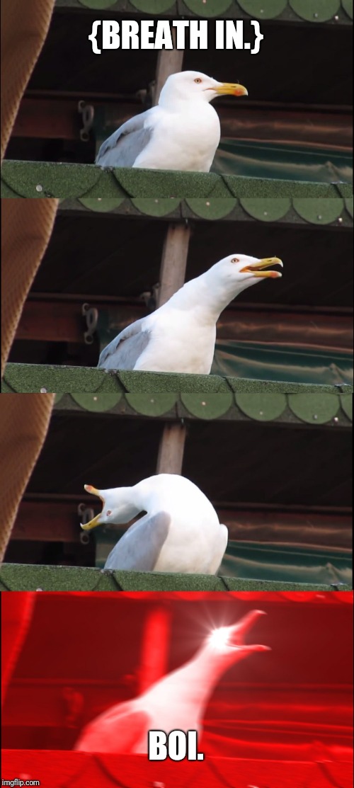 Inhaling Seagull | {BREATH IN.}; BOI. | image tagged in memes,inhaling seagull | made w/ Imgflip meme maker