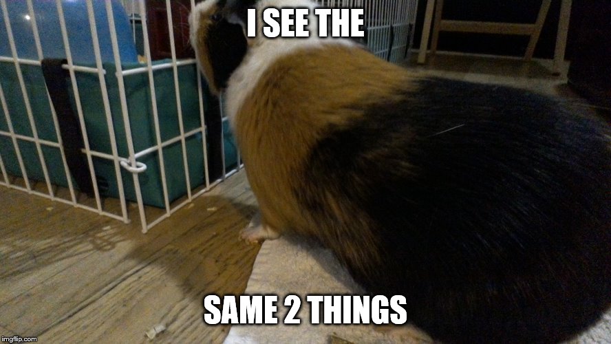 max is looking at his cage | I SEE THE SAME 2 THINGS | image tagged in max is looking at his cage | made w/ Imgflip meme maker