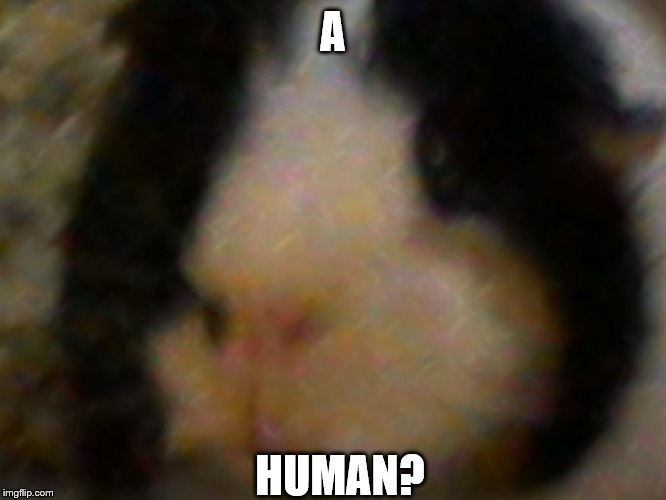 max the piggie | A HUMAN? | image tagged in max the piggie | made w/ Imgflip meme maker