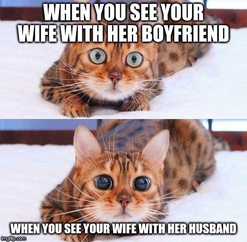 Cat Wide-Eyes | WHEN YOU SEE YOUR WIFE WITH HER BOYFRIEND; WHEN YOU SEE YOUR WIFE WITH HER HUSBAND | image tagged in cat wide-eyes | made w/ Imgflip meme maker