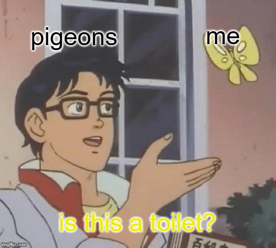 Is This A Pigeon | pigeons; me; is this a toilet? | image tagged in memes,is this a pigeon | made w/ Imgflip meme maker