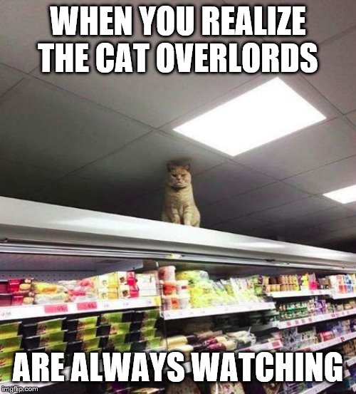 cat watching you | WHEN YOU REALIZE THE CAT OVERLORDS; ARE ALWAYS WATCHING | image tagged in cat watching you | made w/ Imgflip meme maker