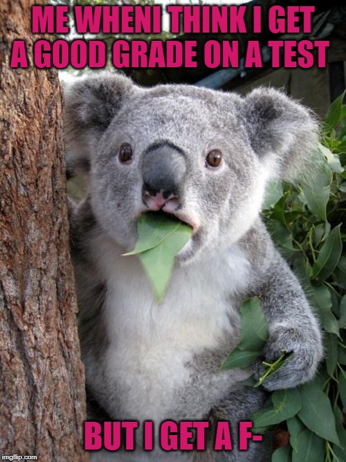 Surprised Koala | ME WHENI THINK I GET A GOOD GRADE ON A TEST; BUT I GET A F- | image tagged in memes,surprised koala | made w/ Imgflip meme maker
