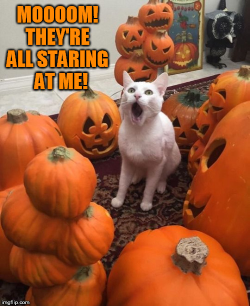 MOOOOM! THEY'RE ALL STARING   AT ME! | image tagged in halloween,halloween is coming,pumpkins,scared cat | made w/ Imgflip meme maker