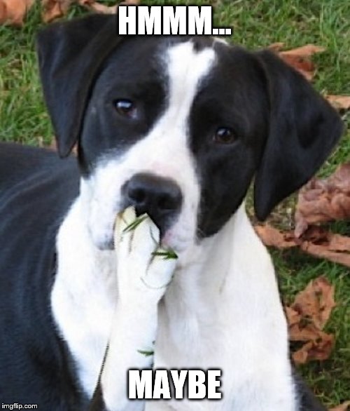 Dog Hmmmm | HMMM... MAYBE | image tagged in dog hmmmm | made w/ Imgflip meme maker