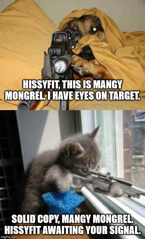 HISSYFIT, THIS IS MANGY MONGREL. I HAVE EYES ON TARGET. SOLID COPY, MANGY MONGREL. HISSYFIT AWAITING YOUR SIGNAL. | image tagged in catsniper,sniper dog | made w/ Imgflip meme maker