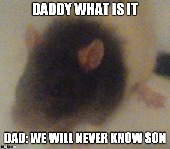 What is it?!!!! | DADDY WHAT IS IT; DAD: WE WILL NEVER KNOW SON | image tagged in what is it | made w/ Imgflip meme maker