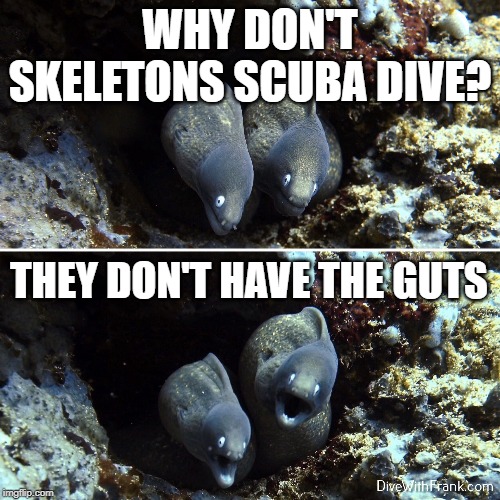 Aquatic, Scuba, Underwater | WHY DON'T SKELETONS SCUBA DIVE? THEY DON'T HAVE THE GUTS | image tagged in aquatic scuba underwater | made w/ Imgflip meme maker