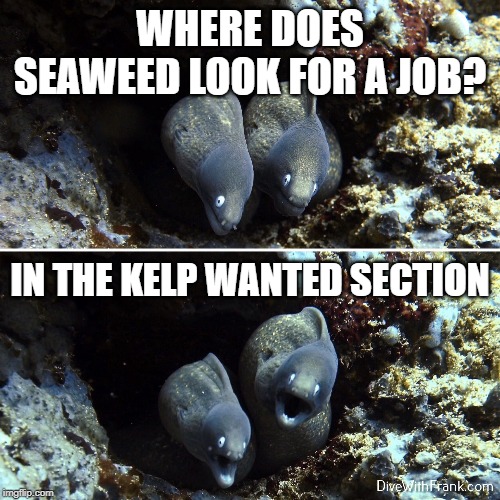 Aquatic, Scuba, Underwater | WHERE DOES SEAWEED LOOK FOR A JOB? IN THE KELP WANTED SECTION | image tagged in aquatic scuba underwater | made w/ Imgflip meme maker