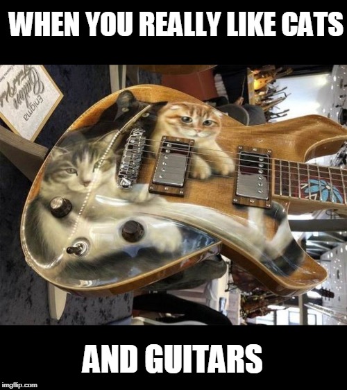 catars | WHEN YOU REALLY LIKE CATS; AND GUITARS | image tagged in cats,guitar | made w/ Imgflip meme maker