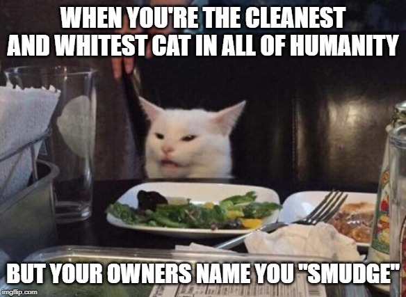 Salad cat | WHEN YOU'RE THE CLEANEST AND WHITEST CAT IN ALL OF HUMANITY; BUT YOUR OWNERS NAME YOU "SMUDGE" | image tagged in salad cat | made w/ Imgflip meme maker