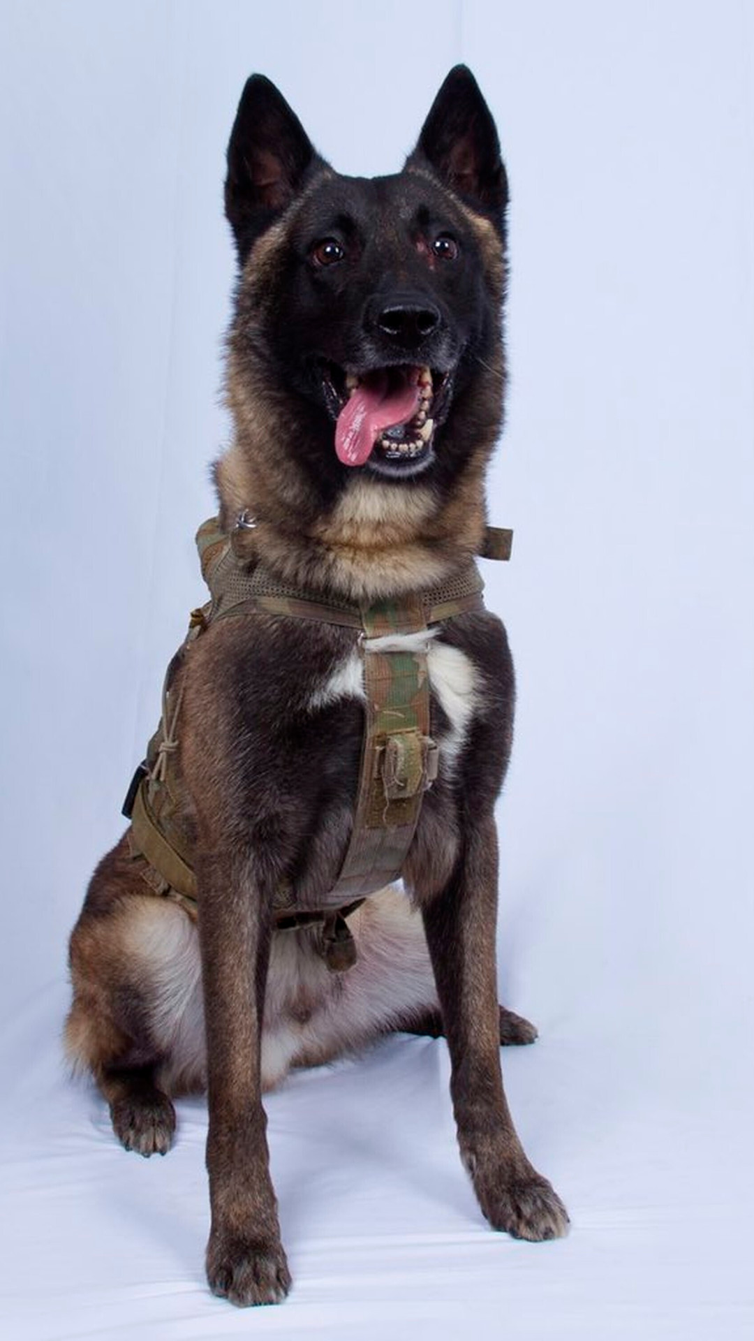 High Quality War Dog Baghdadi Belgian Malinois Blank Meme Template