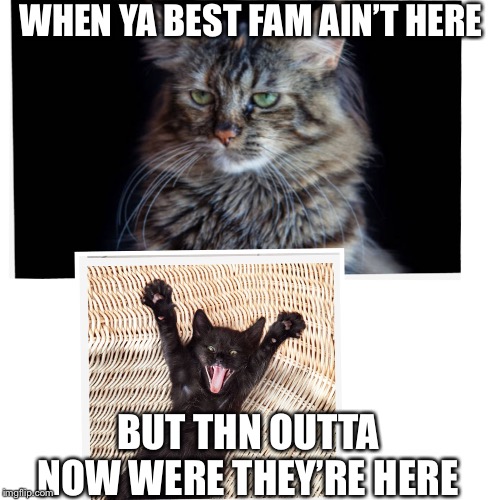 Grumpy then happy cat | WHEN YA BEST FAM AIN’T HERE; BUT THN OUTTA NOW WERE THEY’RE HERE | image tagged in grumpy then happy cat | made w/ Imgflip meme maker