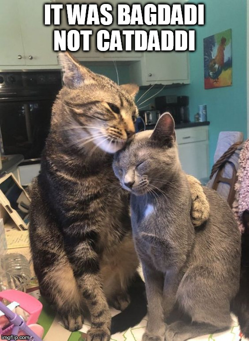 cats | IT WAS BAGDADI NOT CATDADDI | image tagged in cats | made w/ Imgflip meme maker