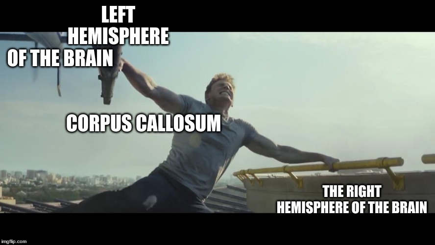 Undecided Captain America | LEFT 
HEMISPHERE 
OF THE BRAIN                                                                   
                         CORPUS CALLOSUM; THE RIGHT HEMISPHERE OF THE BRAIN | image tagged in undecided captain america | made w/ Imgflip meme maker