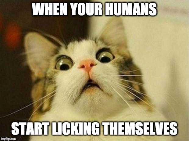 Scared Cat Meme |  WHEN YOUR HUMANS; START LICKING THEMSELVES | image tagged in memes,scared cat | made w/ Imgflip meme maker