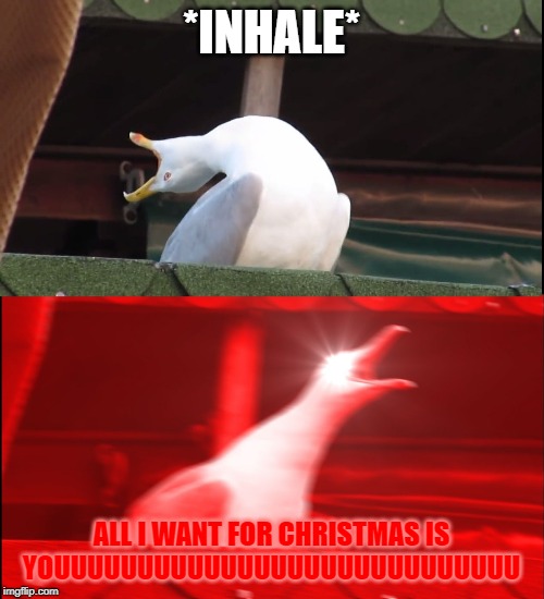 Screaming bird | *INHALE* ALL I WANT FOR CHRISTMAS IS YOUUUUUUUUUUUUUUUUUUUUUUUUUUUU | image tagged in screaming bird | made w/ Imgflip meme maker