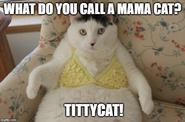 mama cat | WHAT DO YOU CALL A MAMA CAT? TITTYCAT! | image tagged in funny cat | made w/ Imgflip meme maker