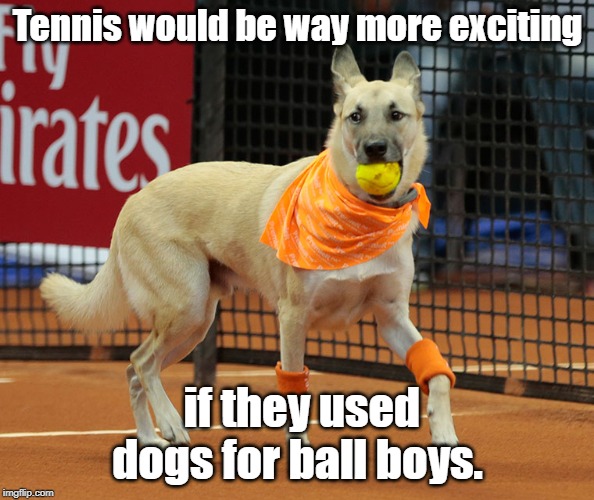Ball boys | Tennis would be way more exciting; if they used dogs for ball boys. | image tagged in tennis | made w/ Imgflip meme maker
