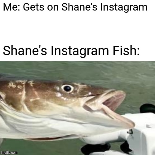 Me: Gets on Shane's Instagram; Shane's Instagram Fish: | image tagged in is this a pigeon | made w/ Imgflip meme maker