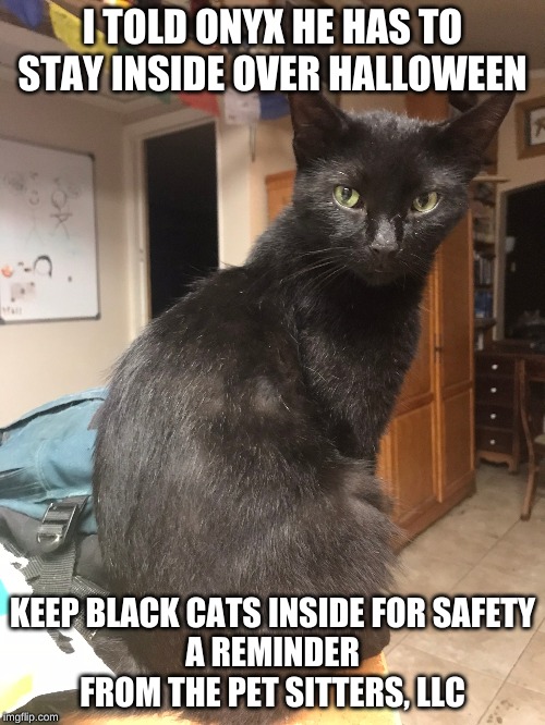 onyx stays in side | I TOLD ONYX HE HAS TO STAY INSIDE OVER HALLOWEEN; KEEP BLACK CATS INSIDE FOR SAFETY
A REMINDER FROM THE PET SITTERS, LLC | image tagged in halloween,black cat | made w/ Imgflip meme maker