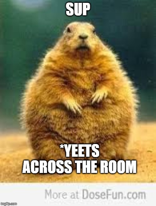 For my slave beaver | SUP; *YEETS ACROSS THE ROOM | image tagged in fat beaver,beaver,animal,ugly,fat | made w/ Imgflip meme maker
