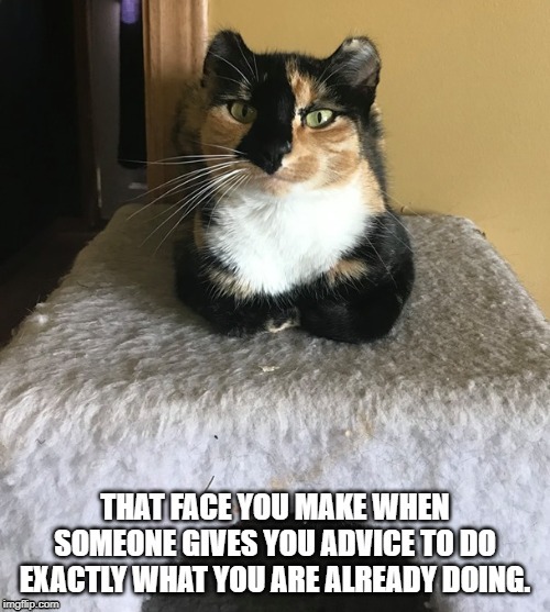 image tagged in cats,cat,sarcasm,sarcastic | made w/ Imgflip meme maker