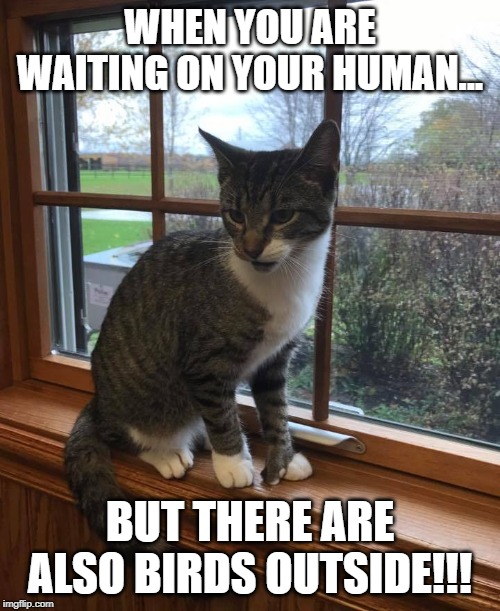 WHEN YOU ARE WAITING ON YOUR HUMAN... BUT THERE ARE ALSO BIRDS OUTSIDE!!! | image tagged in cats,cat,cute cat | made w/ Imgflip meme maker