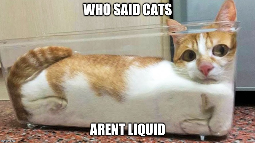 WHO SAID CATS; ARENT LIQUID | image tagged in cats,funny | made w/ Imgflip meme maker