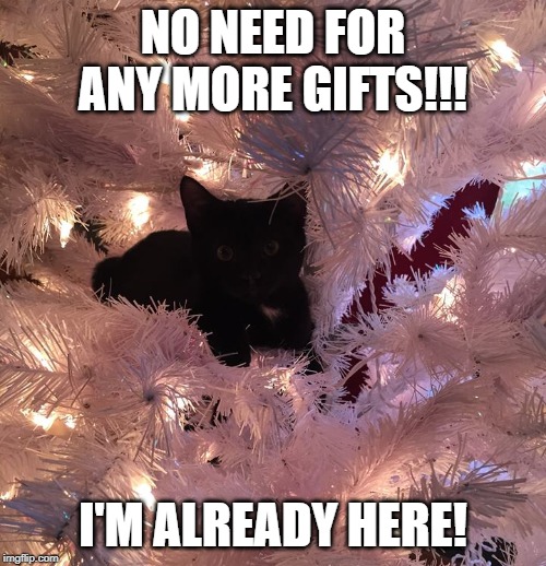 NO NEED FOR ANY MORE GIFTS!!! I'M ALREADY HERE! | image tagged in cute cat,cat,cats | made w/ Imgflip meme maker