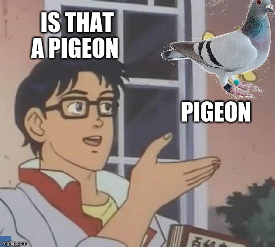 Is This A Pigeon Meme | IS THAT A PIGEON; PIGEON | image tagged in memes,is this a pigeon | made w/ Imgflip meme maker