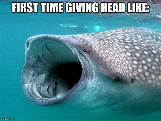 whale shark | FIRST TIME GIVING HEAD LIKE: | image tagged in whale shark | made w/ Imgflip meme maker