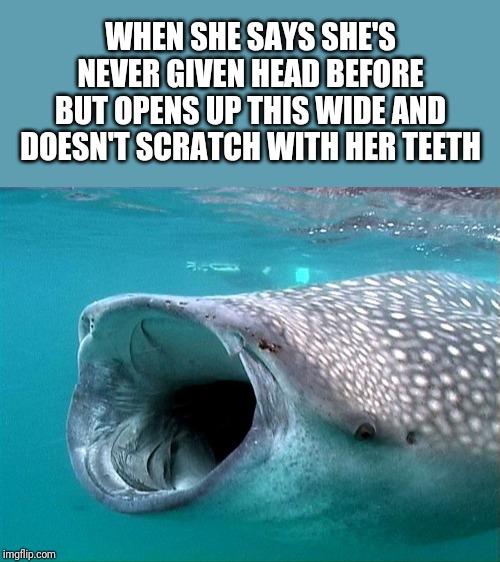 whale shark | WHEN SHE SAYS SHE'S NEVER GIVEN HEAD BEFORE BUT OPENS UP THIS WIDE AND DOESN'T SCRATCH WITH HER TEETH | image tagged in whale shark | made w/ Imgflip meme maker