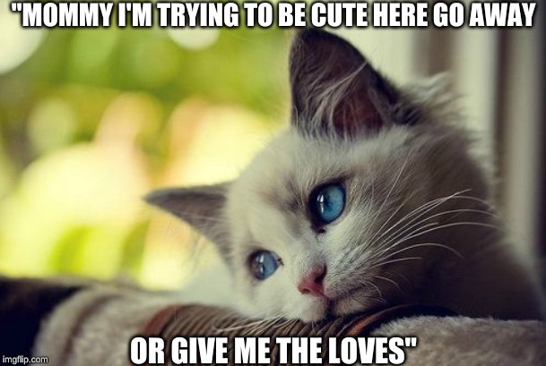 First World Problems Cat | "MOMMY I'M TRYING TO BE CUTE HERE GO AWAY; OR GIVE ME THE LOVES" | image tagged in memes,first world problems cat | made w/ Imgflip meme maker