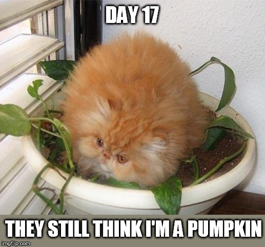 DAY 17; THEY STILL THINK I'M A PUMPKIN | image tagged in halloween,halloween is coming,pumpkin,cat,plant | made w/ Imgflip meme maker