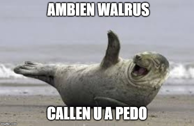 Walrus | AMBIEN WALRUS; CALLEN U A PEDO | image tagged in walrus | made w/ Imgflip meme maker