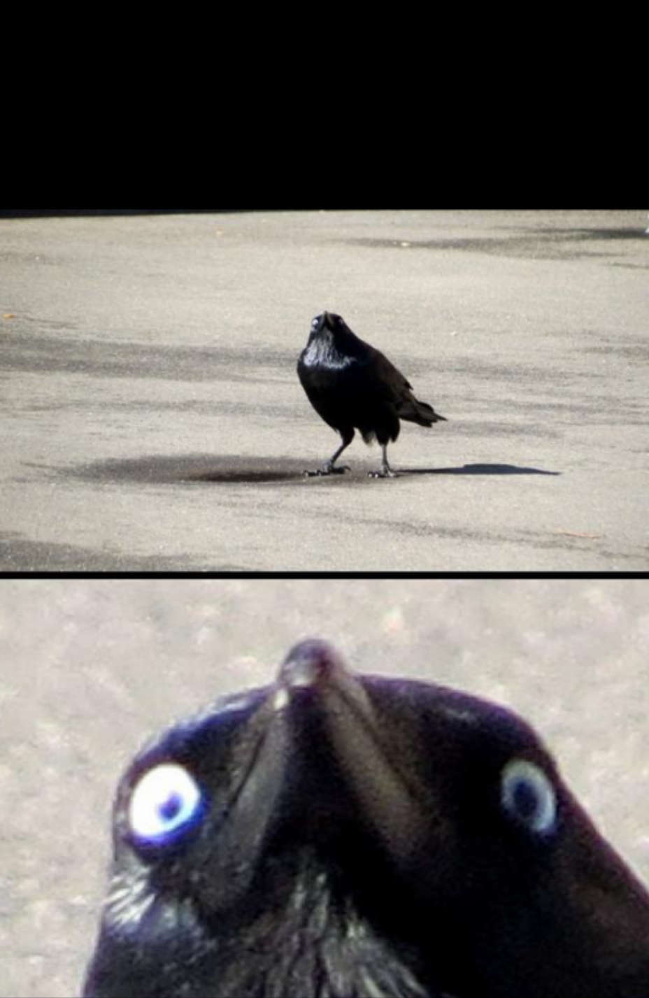 Crow Blank Meme Template