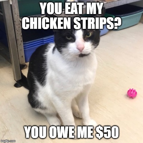 Give me chicken strips | YOU EAT MY CHICKEN STRIPS? YOU OWE ME $50 | image tagged in cats,chicken | made w/ Imgflip meme maker