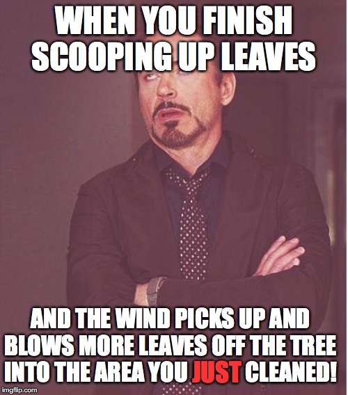 Mother Nature has a sense of humor; doesn't she? | WHEN YOU FINISH SCOOPING UP LEAVES; AND THE WIND PICKS UP AND BLOWS MORE LEAVES OFF THE TREE INTO THE AREA YOU             CLEANED! JUST | image tagged in memes,face you make robert downey jr,mother nature,leaves,autumn,yard work | made w/ Imgflip meme maker