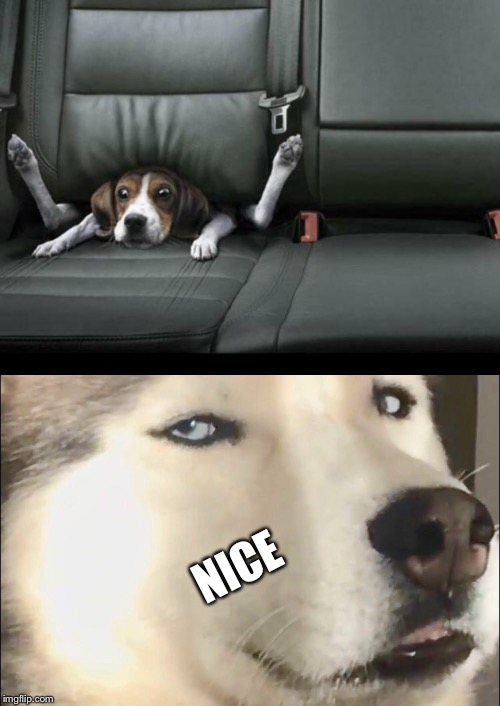 NICE | image tagged in funny dog back seat | made w/ Imgflip meme maker