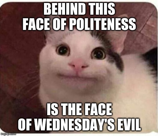 Polite Cat | BEHIND THIS FACE OF POLITENESS; IS THE FACE OF WEDNESDAY'S EVIL | image tagged in polite cat | made w/ Imgflip meme maker